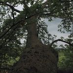 BAOBAB