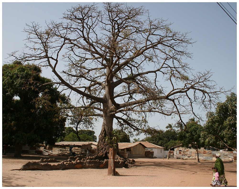 Baobab