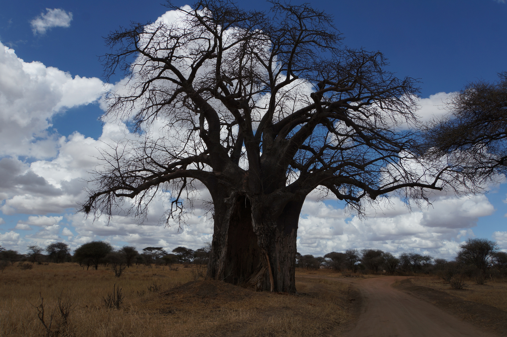 Baobab