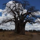 Baobab