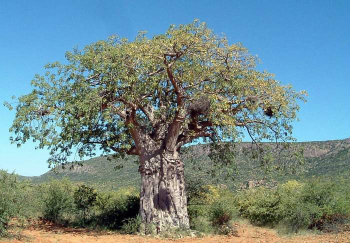 Baobab