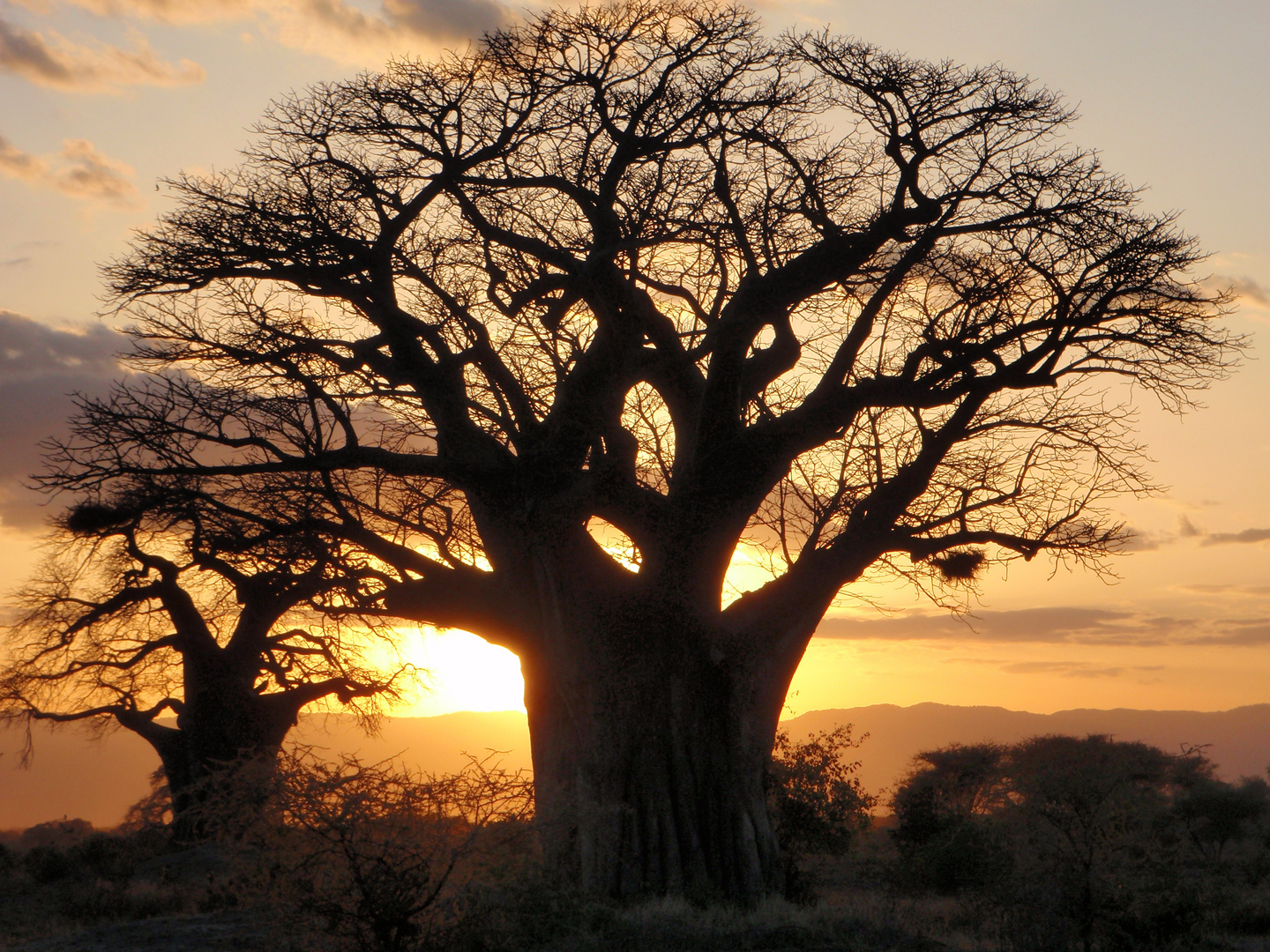 Baobab die Giganten Afrikas