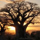 Baobab die Giganten Afrikas