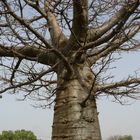 Baobab du Burkina Faso.