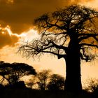 baobab