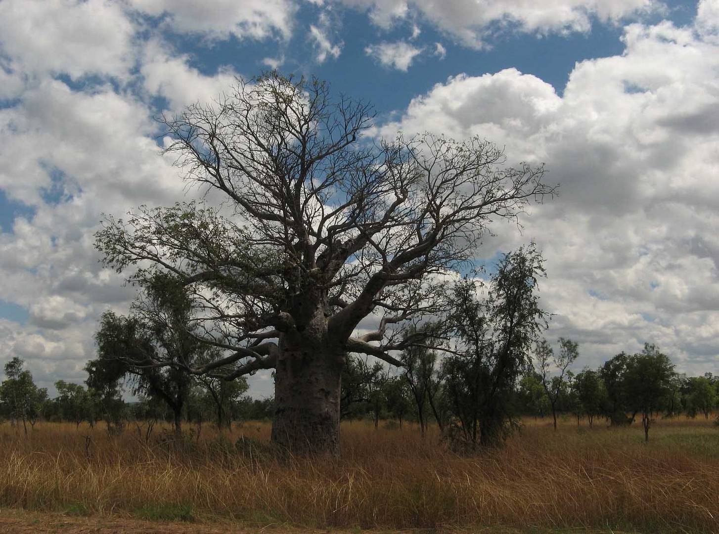 Baobab