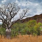 Baobab