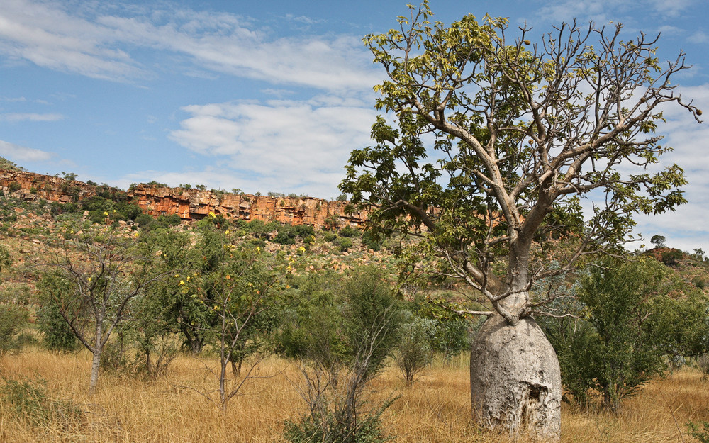 Baobab