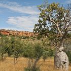 Baobab