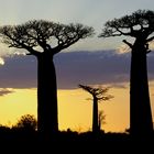 Baobab 