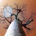 Baobab