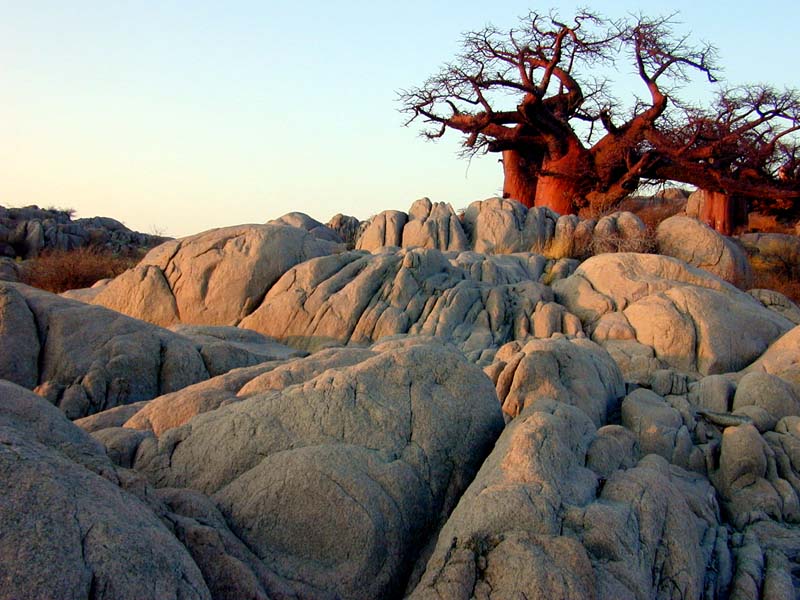 Baobab