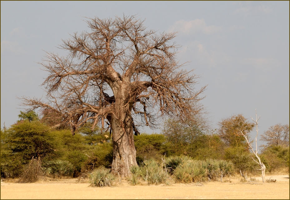 Baobab