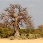 Baobab