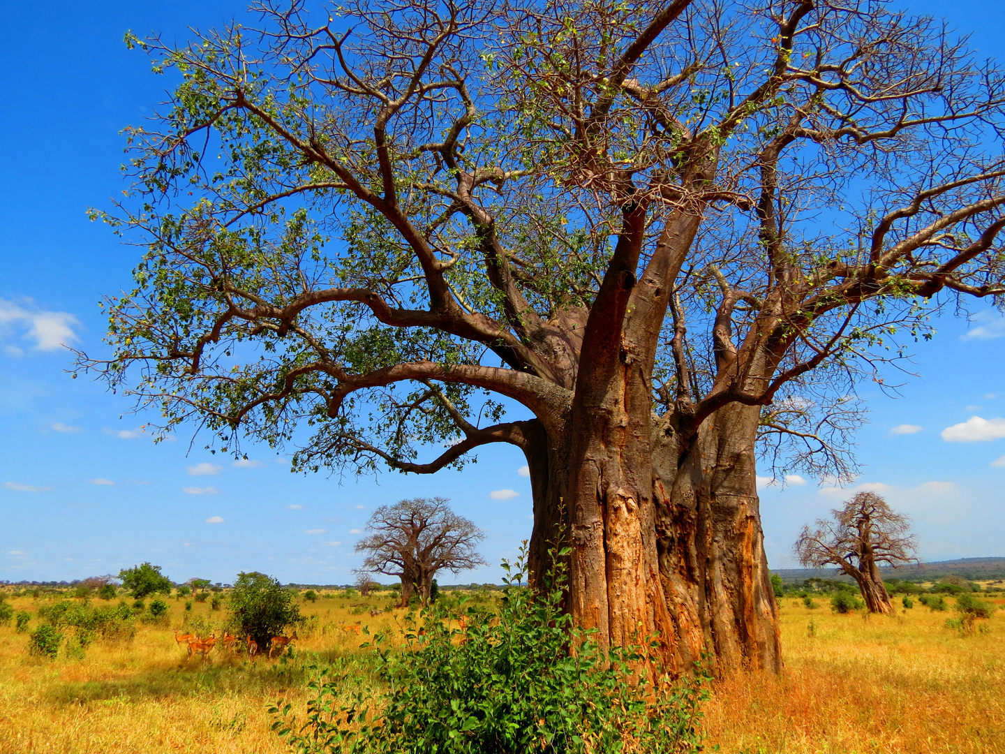 Baobab