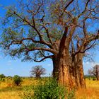 Baobab