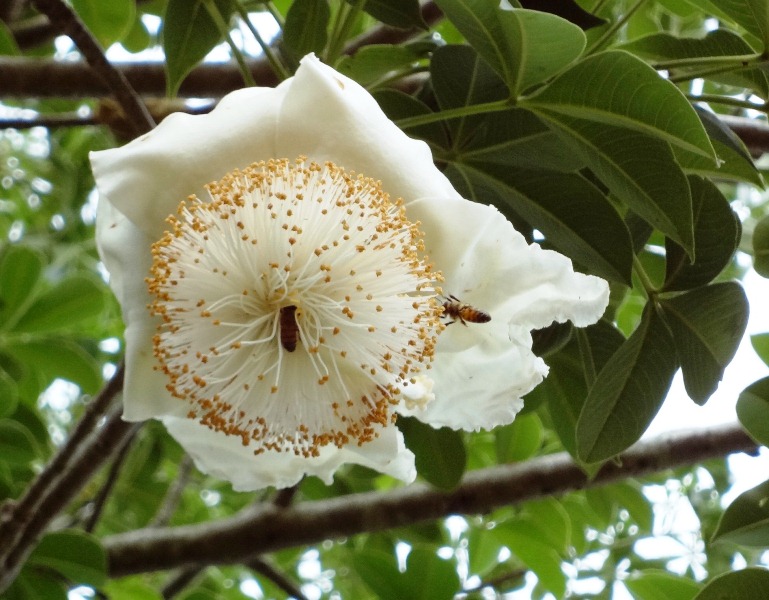 Baobab Flower Power