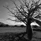 Baobab fruit