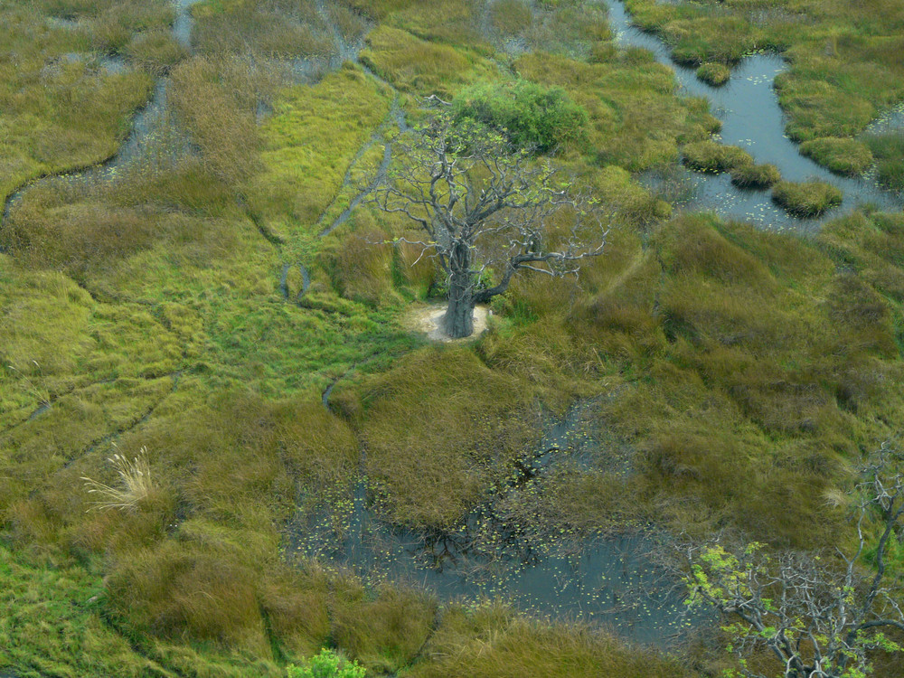 Baobab - ganz alleine