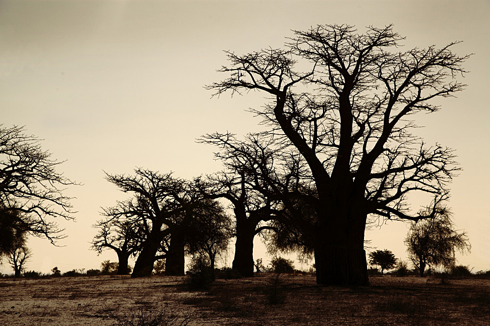 Baobab II