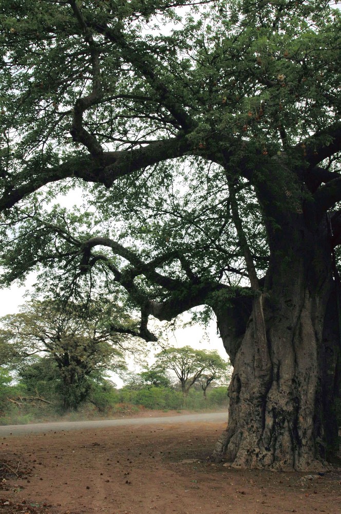 Baobab II