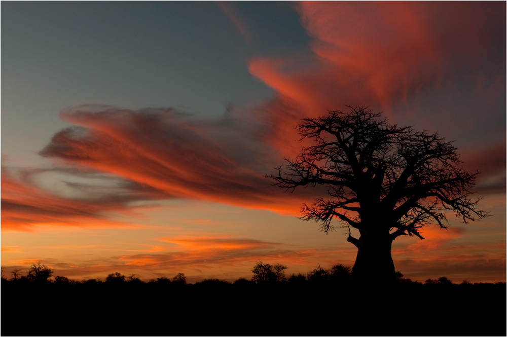 Baobab II