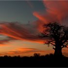 Baobab II