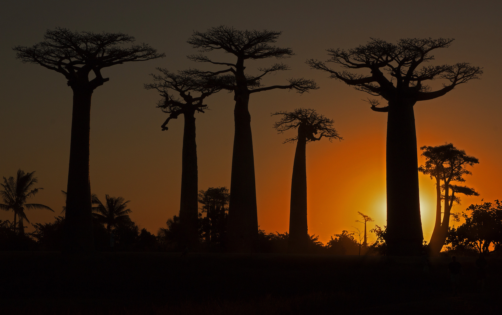 Baobab im Abendlicht