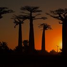 Baobab im Abendlicht