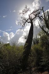 Baobab im Gegenlicht