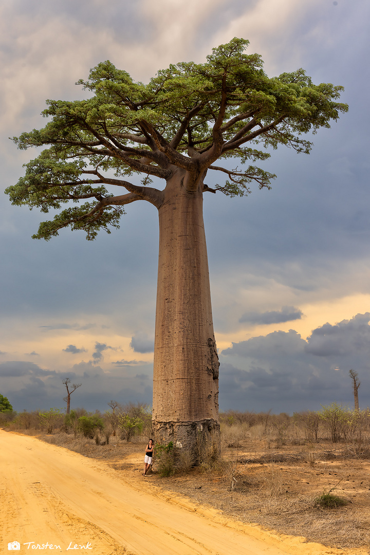 Baobab im Größenvergleich