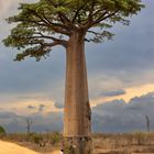 Baobab im Größenvergleich