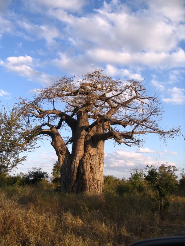 Baobab im Krüger Park