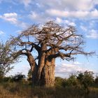 Baobab im Krüger Park