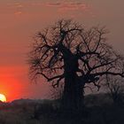 Baobab im letzten Licht des Tages