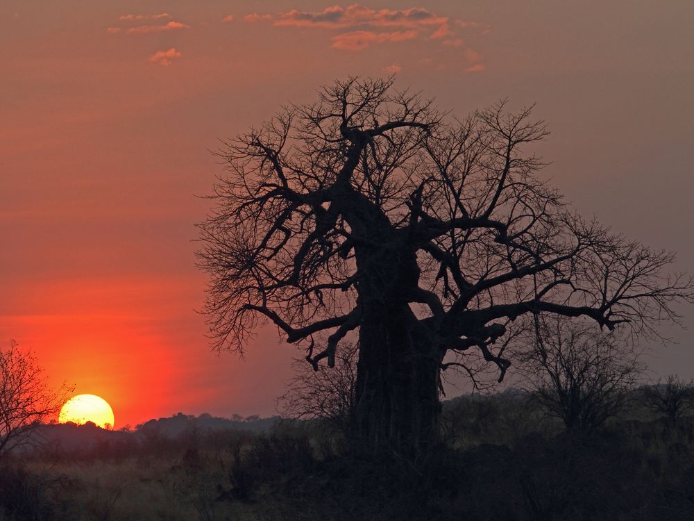 Baobab im letzten Licht des Tages