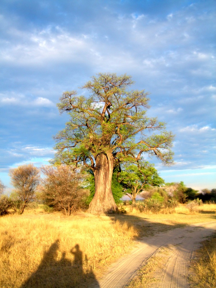 Baobab im Mahango National Park in Namibia