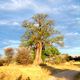 Baobab im Mahango National Park in Namibia