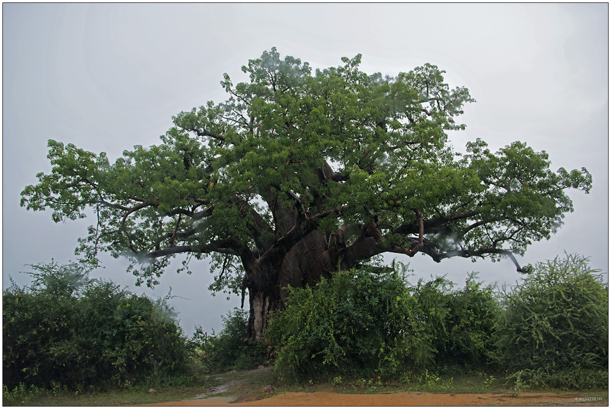 Baobab im Regen