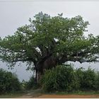 Baobab im Regen