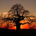 Baobab im Sonnenuntergang