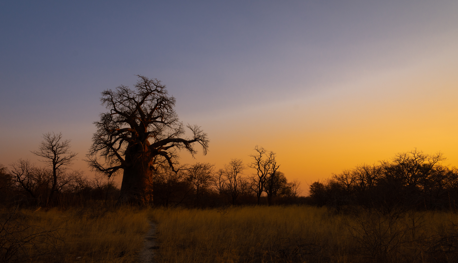 Baobab im Sonnenuntergang