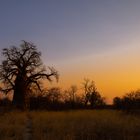 Baobab im Sonnenuntergang