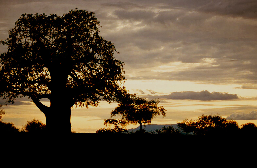 Baobab im Tarangire Natioalpark am Abend