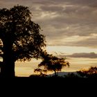 Baobab im Tarangire Natioalpark am Abend