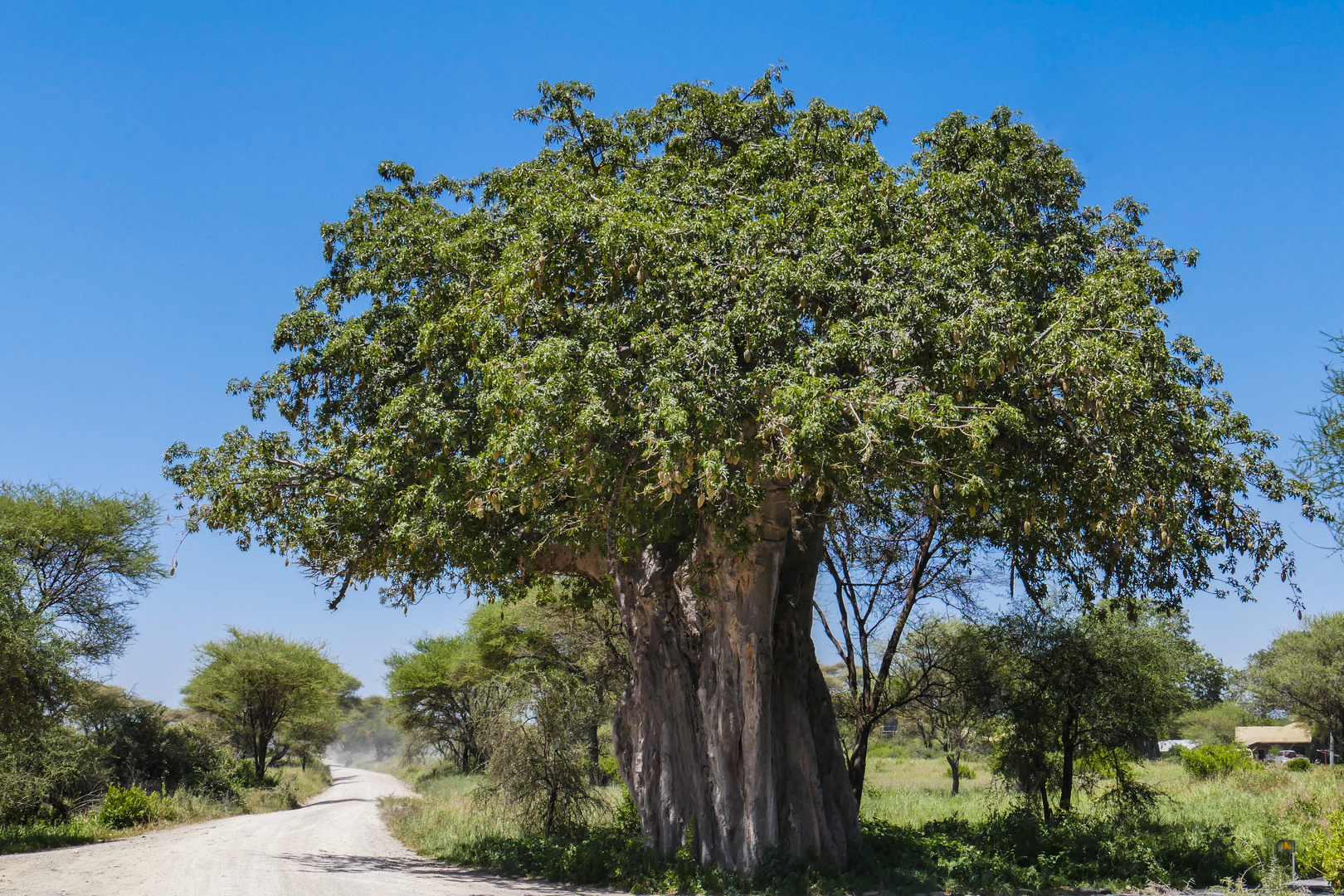 ...Baobab im Tarangire NP...