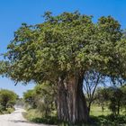 ...Baobab im Tarangire NP...
