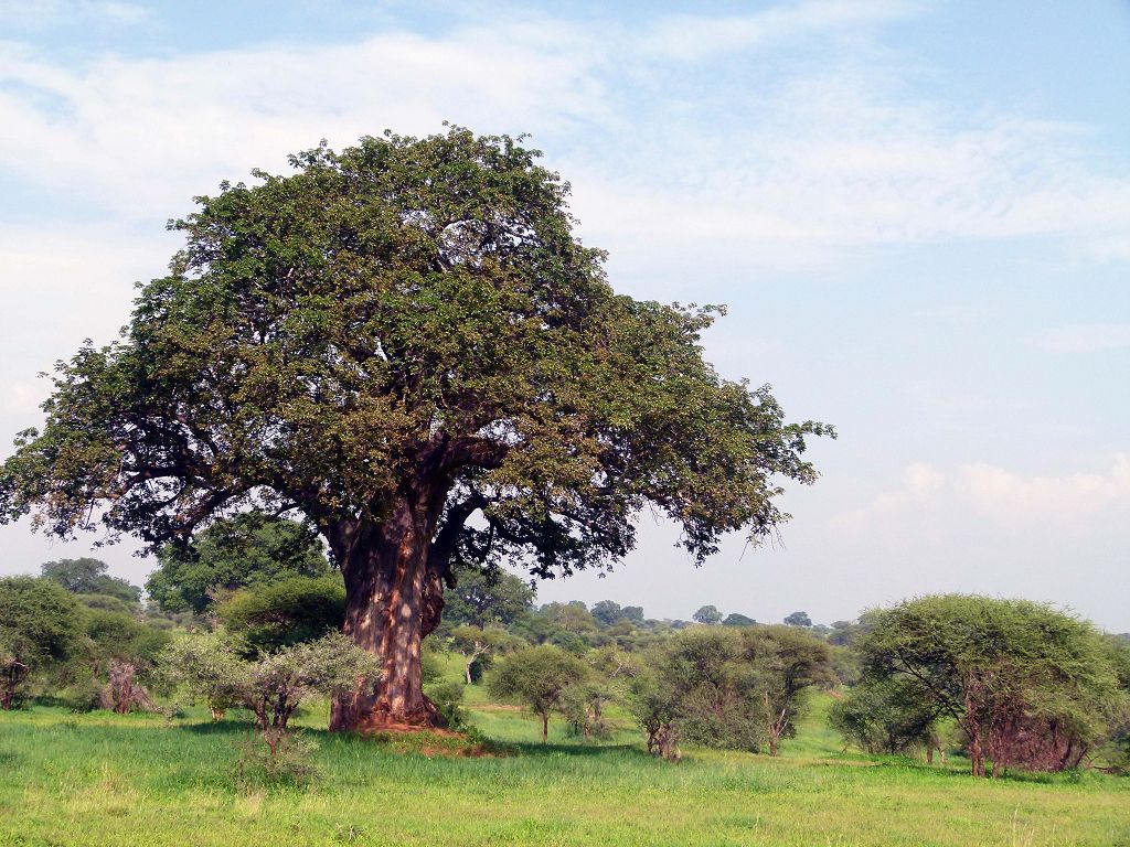 Baobab im Tarangire NP