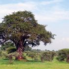 Baobab im Tarangire NP