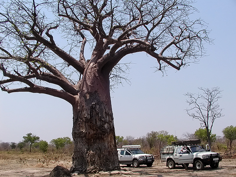 Baobab in Chobe
